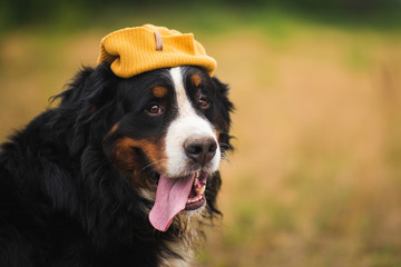 Bernese mountain dog in the yellow field