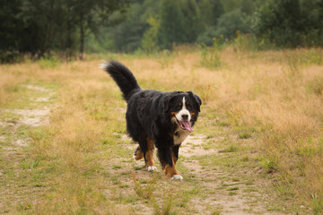 Bernese mountain dog in the yellow field