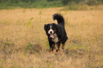 Bernese mountain dog in the yellow field