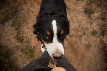 Bernese mountain dog in the yellow field