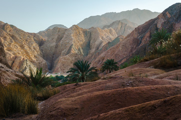 mountain landscape with palm trees and plants in the desert of Egypt Dahab