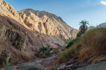 mountain landscape with palm trees and plants in the desert of Egypt