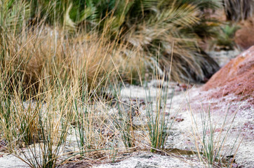 landscape with plants in the desert of Egypt Dahab