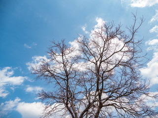 the tree in all season