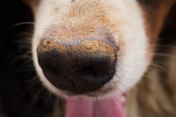 Close up of dog nose, Bernese Mountain Dog .