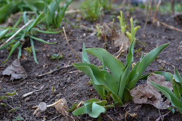 Green tulip leaves and last year’s leaves in the garden