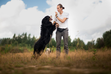 young man walking with Bernese Mountain Dog on the summer field