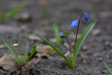 Spring flower lumbodynia and  dry tree leaves close up.Pasque-flower
