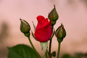 Red rose with rosebud on blury background - obrazy, fototapety, plakaty