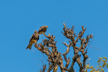 Eagles seating on the top of the tree