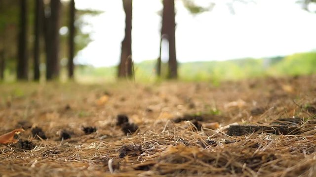 Forest soil on which dry grass and pine cones in the autumn forest during sunset