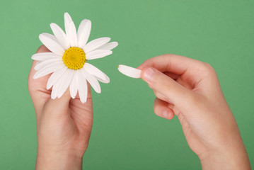 Loves or not loves me, plucking off the petals of a camomile.