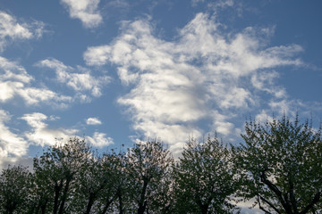 Fototapeta premium Ceu