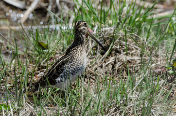 Bécassine des marais,.Gallinago gallinago, Common Snipe