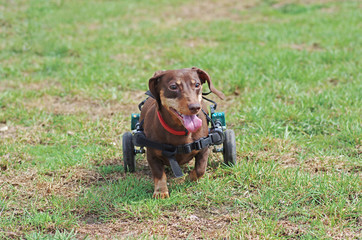 Dachshund in a wheelchair walking on the green grass