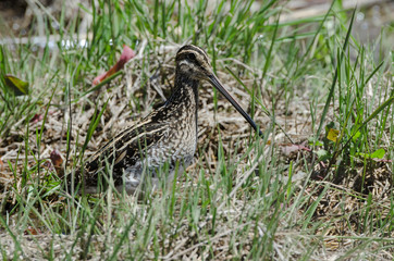 Bécassine des marais,.Gallinago gallinago, Common Snipe