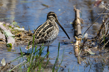Bécassine des marais,.Gallinago gallinago, Common Snipe