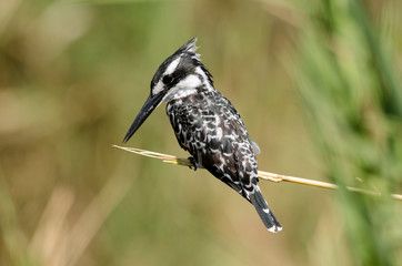 Martin pêcheur pie,.Ceryle rudis, Pied Kingfisher