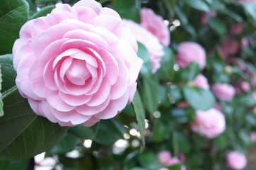 椿