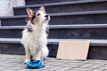 Stray dog. Jack Russell being poor, homeless and standing with cardboard nameplate while begging...