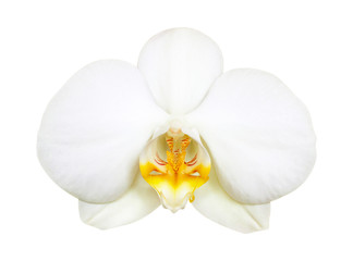Fototapeta na wymiar tender white orchid flower