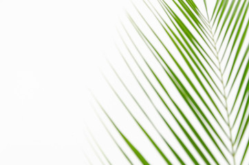Closeup blured background palm leaf with copy space for text or banner