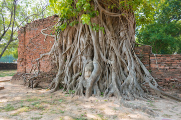 Ayutthaya, Thailand - Apr 10 2018: The head of Buddha in WAT MAHATHAT in Ayutthaya, Thailand. It is part of the World Heritage Site - Historic City of Ayutthaya.