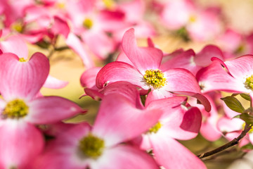 Focal point shot of pink petals of a Dogwood tree