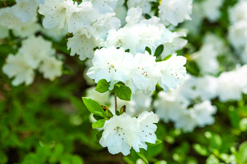 White Azalea bush close up shot