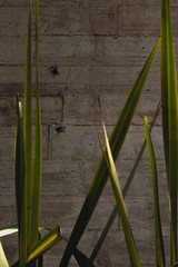 Fototapeta premium wilde