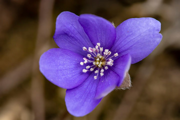 Beautiful blue flower Hepatica nobilis, in a spring sunny day. Macro.