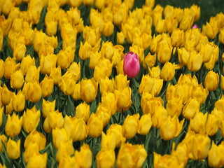 field of yellow tulips - 262508865