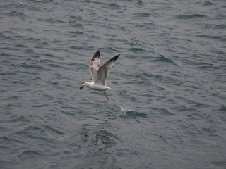 seagull in flight - 262508871