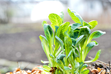 Shoots of young cabbage with juicy green leaves in the garden area in the spring