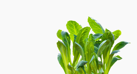 Juicy green leaves of young cabbage on white background. Copy space
