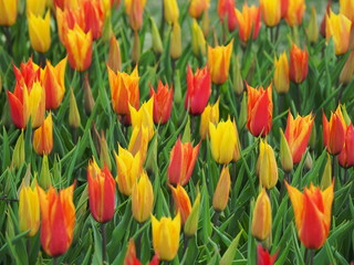field of colorful tulips - 262509087