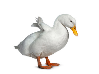 Tame white duck, standing side ways facing camera. Looking down and shaking out wings. Isolated on white background.