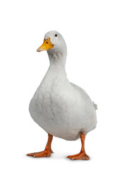 Tame white duck, standing facing camera. Looking towards lens. Isolated on white background.