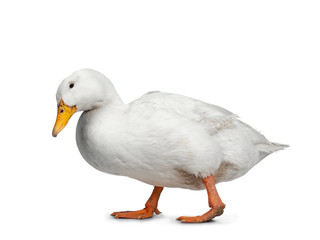 Tame white duck, standing / walking side ways. Looking down searching for food. Isolated on white background.