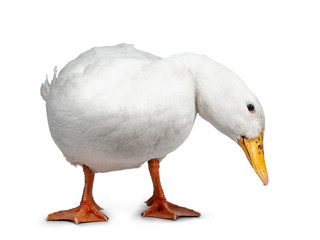 Tame white duck, standing facing camera. Head turned down side ways looking for food. Isolated on...