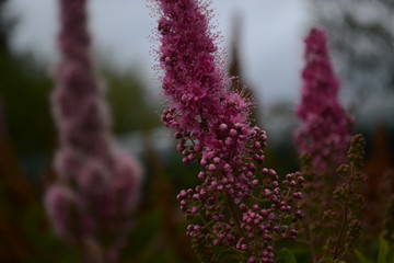 flowers in the garden
