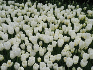 white tulips in the garden - 262509803