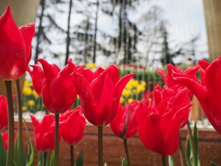 red tulips in the garden - 262509810