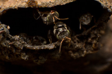 Stingless bees stand front of nest, Stingless bees gathered on nest hole, close up stingless bee on nest,  Thailand.