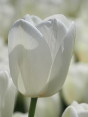 white tulip on black background - 262510063