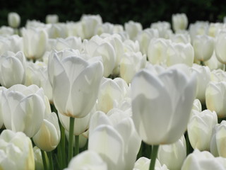 bouquet of white tulips - 262510078