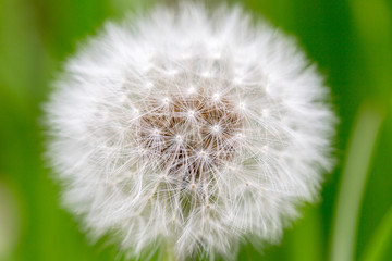 たんぽぽの綿毛