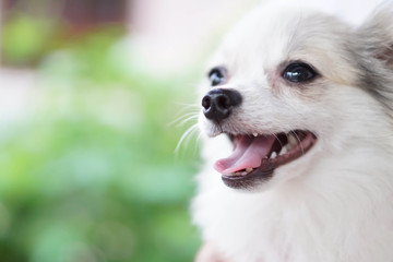 Closeup face of puppy pomeranian looking at something with green nature background, dog healthy concept, selective focus