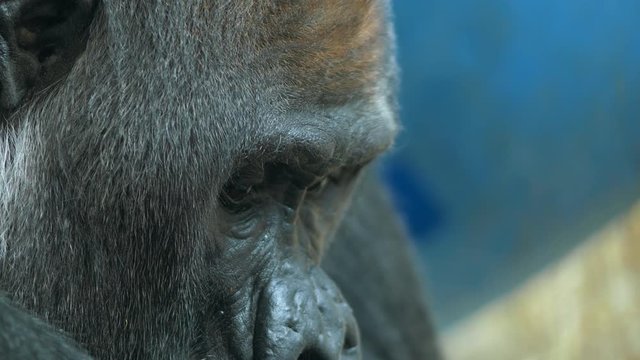 Closeup on the head of a gorilla in captivity
