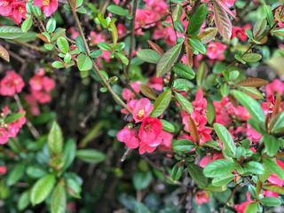 spring flowers on a tree at garden